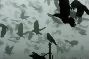 Prints of Birds fly over a junkyard in Kosovo Polje where Kosovars pick through junk coming from NATO-led peacekeeping force (KFOR) and other places across the province January 11, 2007 Kosovo Prints: Print of birds flying over a junkyard in Kosovo Polje