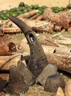 Images Dated 23rd August 2010: A rhino horn previously fitted with a radio transmitter is seen among elephant tusks