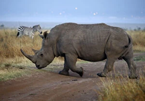 Africa Gallery: A rhino and a zebra cross a road at Nairobis National Park