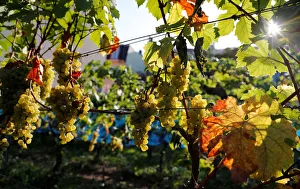 Riesling grapes are pictured during harvest at the Weingarten vineyard at Berlin's Riesling grapes are pictured during harvest at the Weingarten vineyard at Berlin's