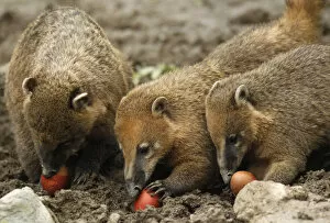 Images Dated 8th April 2012: Ring-tailed coatis eat Easter eggs in the Zagreb Zoo