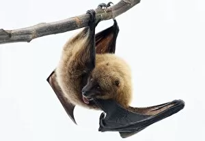 Images Dated 26th March 2013: A Rodrigue fruit bat hangs on a perch in the Masoala rainforest hall at the zoo in Zurich