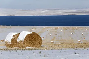Rolls of hay covered with snow are seen on an agrarian field on the bank of the Belyo Rolls of hay covered with snow are seen on an agrarian field on the bank of the Belyo