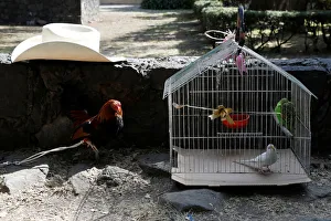 A rooster and birds wait to receive a blessing from a priest on the day of Saint Anthony A rooster and birds wait to receive a blessing from a priest on the day of Saint Anthony