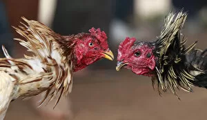 Images Dated 27th October 2013: Roosters participate in a traditional Malagasy cockfighting contest in Ambohimangakely