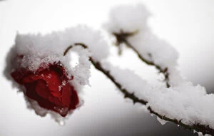 Images Dated 27th December 2014: Rose blossom covered in snow is seen in a garden during heavy snowfalls in Hanau