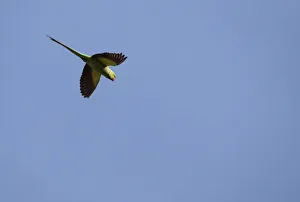 A Rose-ringed Parrot is seen as it flies over the Bungmati Village near Kathmandu A Rose-ringed Parrot is seen as it flies over the Bungmati Village near Kathmandu