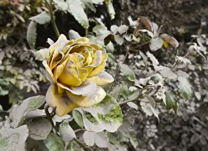 A rose is seen covered with ash from the Calbuco volcano in the Patagonian Argentine A rose is seen covered with ash from the Calbuco volcano in the Patagonian Argentine