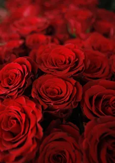 Roses are displayed at a flower shop on Valentines Day in Amman Roses are displayed at a flower shop on Valentines Day in Amman