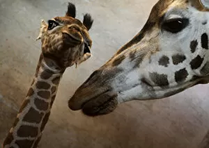 Images Dated 20th February 2012: A Rothschild giraffe takes care of its eleven-day-old female offspring named Apolena at