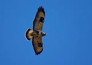 Rough-legged buzzard flies near the village of Telekhany Rough-legged buzzard flies near the village of Telekhany