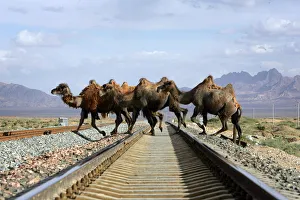 A row of camels cross a track of the Qinghai-Tibet Railway in Delingha County A row of camels cross a track of the Qinghai-Tibet Railway in Delingha County