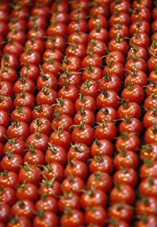 Abstracts Gallery: Rows of tomatoes are seen at the Gardeners World show in Birmingham