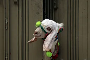 A sacrificial goat peeks through the gate of a house ahead of Eid al-Adha celebrations in A sacrificial goat peeks through the gate of a house ahead of Eid al-Adha celebrations in