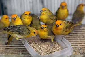 Saffron finch birds are seen at a National Forest and Wildlife Service (SERFOR) shelter Saffron finch birds are seen at a National Forest and Wildlife Service (SERFOR) shelter