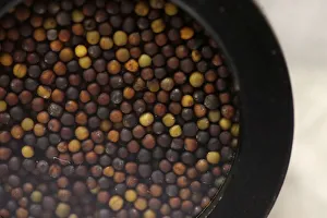 Samples of canola seed await testing in the near-infrared lab at Monsanto Canadas plant Samples of canola seed await testing in the near-infrared lab at Monsanto Canadas plant