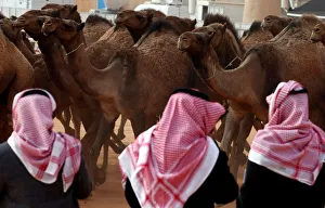 Saudi men stand next to camels as they participate in King Abdulaziz Camel Festival in Saudi men stand next to camels as they participate in King Abdulaziz Camel Festival in