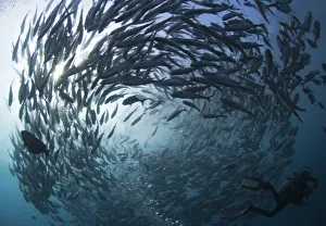 Indonesia Gallery: Scuba diver swims near a school of swirling jacks near the USAT Liberty wreck at Tulamben