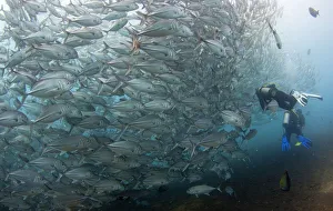 Indonesia Gallery: Scuba divers swim near a school of swirling jacks near the USAT Liberty wreck at Tulamben