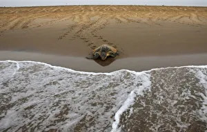 A sea turtle makes his way to sea at Rushikullya beach in Orissa A sea turtle makes his way to sea at Rushikullya beach in Orissa