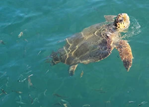 Wild Turkey Gallery: A sea turtle is seen in the Dalyan river near Iztuzu Beach near Dalyan