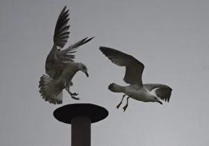 A seagull chases another off its perch on the chimney on top of the Sistine Chapel A seagull chases another off its perch on the chimney on top of the Sistine Chapel