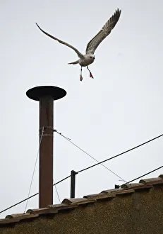 A seagull flies of from the chimney of the Sistine Chapel in Saint Peters Square during A seagull flies of from the chimney of the Sistine Chapel in Saint Peters Square during