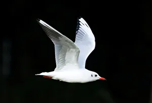 A seagull flies over a lake on a sunny autumn day in Tervuren A seagull flies over a lake on a sunny autumn day in Tervuren