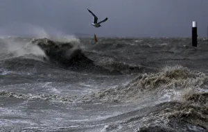 A seagull flies over the North Sea near the town of Emden A seagull flies over the North Sea near the town of Emden