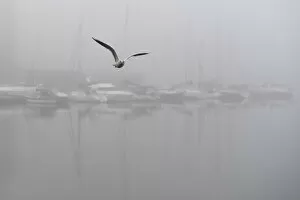 A seagull flies past boats moored at the Titanic quarter in heavy fog in Belfast