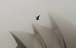 Images Dated 28th May 2013: A seagull flies past the Sydney Opera House covered in heavy fog in central Sydney