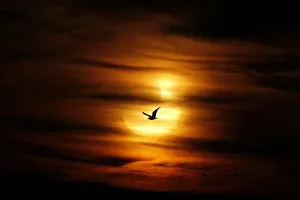 A seagull is silhouetted against the sun at dawn during a partial solar eclipse A seagull is silhouetted against the sun at dawn during a partial solar eclipse