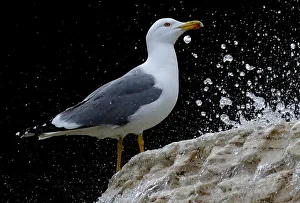 A seagull stands on a fountain in Saint Peters Square at the Vatican A seagull stands on a fountain in Saint Peters Square at the Vatican