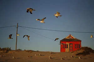 Seagulls fly near a old house at the Caparica coast in central Portugal Seagulls fly near a old house at the Caparica coast in central Portugal