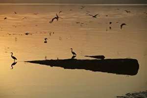 Seagulls gather along Karachis China Creek