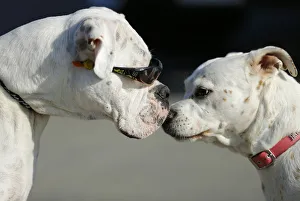 Second Chance, a four-year-old boxer, wears sunglasses due to sensitive eyes greets Second Chance, a four-year-old boxer, wears sunglasses due to sensitive eyes greets