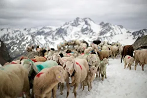 Sheep cross the alpine pass Hochjoch at 2,856 meters above sea level Sheep cross the alpine pass Hochjoch at 2,856 meters above sea level