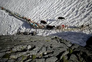 Sheep cross a snow field on their way up to the alpine pass Hochjoch in the autonomous Sheep cross a snow field on their way up to the alpine pass Hochjoch in the autonomous