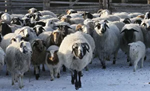 Sheep and goats are seen at the nomad camp of farmer Tanzurun Darisyu near Kyzyl town in Sheep and goats are seen at the nomad camp of farmer Tanzurun Darisyu near Kyzyl town in