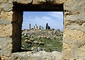 Archaeological Site of Cyrene Collection: Sheep graze at the ancient Greek and Roman ruined city of Cyrene in modern-day Shahaat