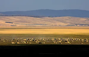 Sheep graze on the dry lake bed of Lake George near the Australian capital city of Canberra Sheep graze on the dry lake bed of Lake George near the Australian capital city of Canberra