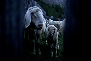 A sheep and a lamb wait inside an enclosure during sunrise in Kurzras A sheep and a lamb wait inside an enclosure during sunrise in Kurzras