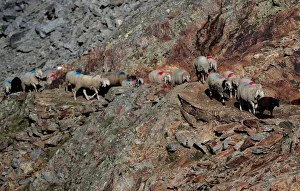 Sheep make their way past a rocky path up to the alpine pass Hochjoch in the autonomous Sheep make their way past a rocky path up to the alpine pass Hochjoch in the autonomous
