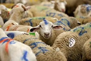 Sheep are photographed at a halal butchery ahead of their sacrificial slaughter on Eid Sheep are photographed at a halal butchery ahead of their sacrificial slaughter on Eid