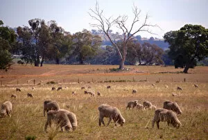 Sheep Collection: Sheep ready for shearing stand in a paddock located on a property near the central New