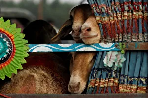 Sheep are seen peeping outside a window of a van while being transported at a livestock Sheep are seen peeping outside a window of a van while being transported at a livestock