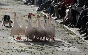 Images Dated 17th January 2018: A shepherd dog controls a group of geese before being blessed by a priest on the day of