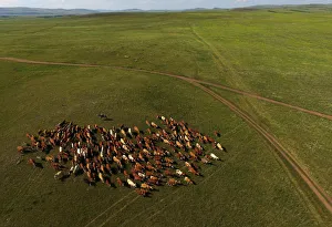 Russia Gallery: A shepherd herds cows in the steppe area near Tus lake in the Republic of Khakassia