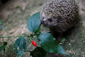 Images Dated 3rd January 2018: Sherman, the overweight hedgehog, sniffles leaves at the Ramat Gan Safari Zoo