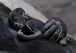 Shinda, a western lowland gorilla, holds her newborn baby in its enclosure at Prague Zoo Shinda, a western lowland gorilla, holds her newborn baby in its enclosure at Prague Zoo